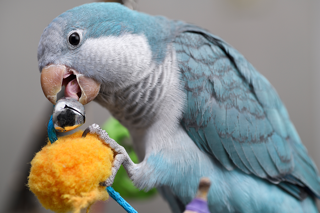 pet bird playing with toy