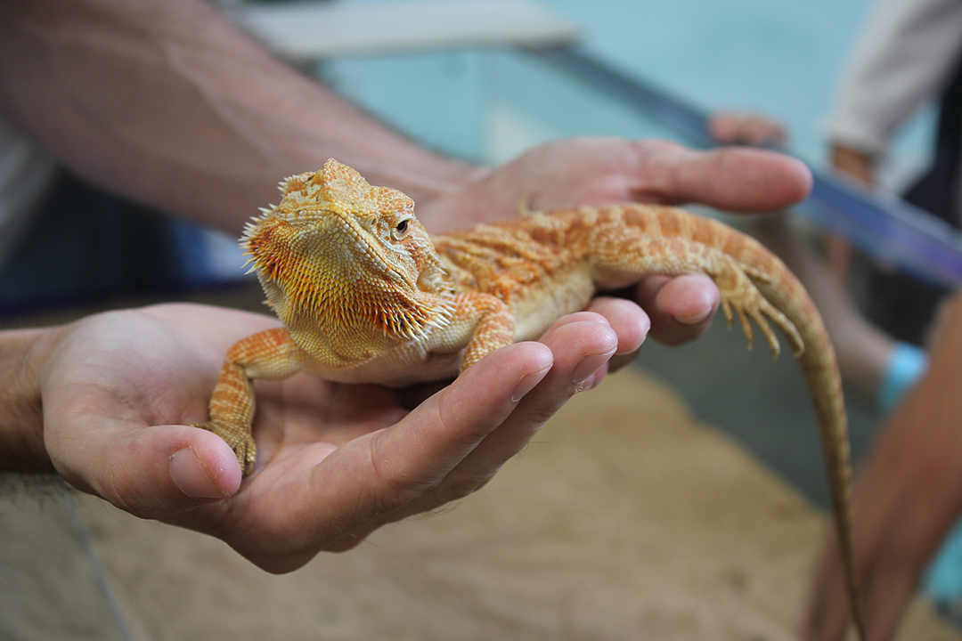 bearded dragon lizard pet