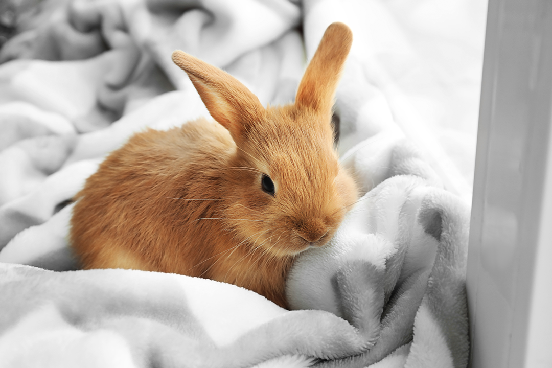 pet rabbit on fluffy blankets